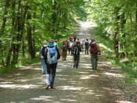 Forêt de Bouconne