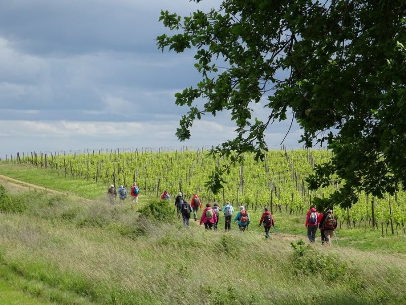 Castelnau-de-Montmirail